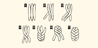 chalah bread knots