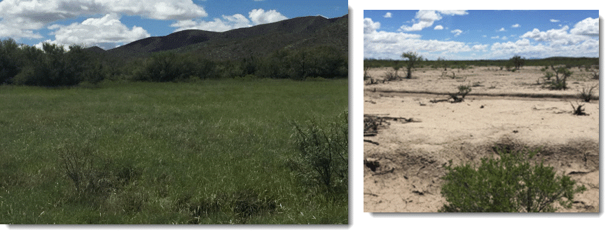 6" of rain on the Las Damas ranch compared to neighbor